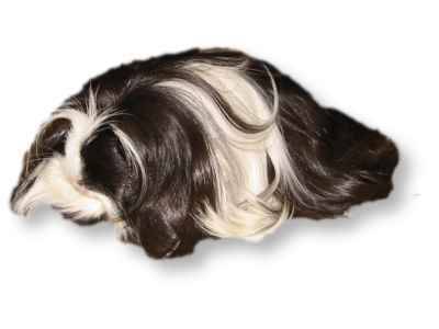 peruvian long haired guinea pig. ∞ permalink; posted 4 Aug 2009