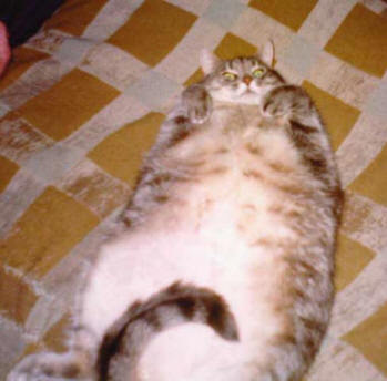 funny fat cat pictures. fat cat