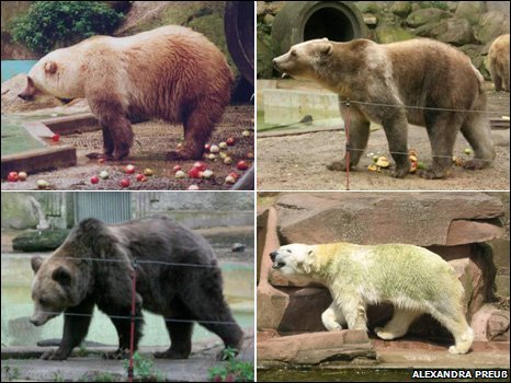 Clockwise: a female hybrid, male hybrid, polar bear and brown bear
What do you get if you cross a polar bear with a grizzly brown bear?
