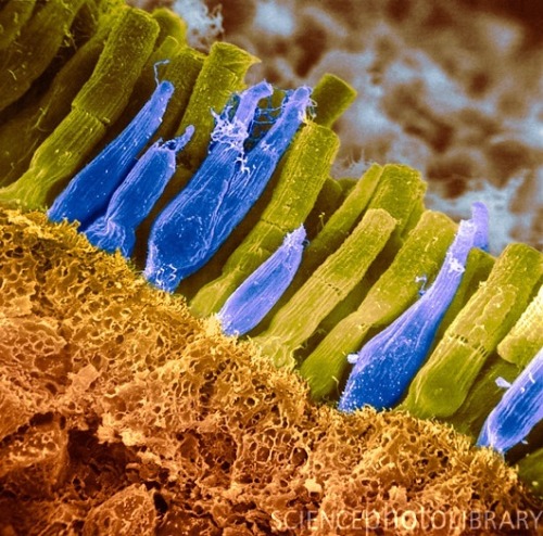 Retinal Micrograph