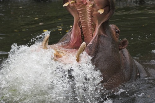 Hippos In Water. A hippo eating water!