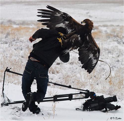 golden eagle hunting. A hunting golden eagle attacks