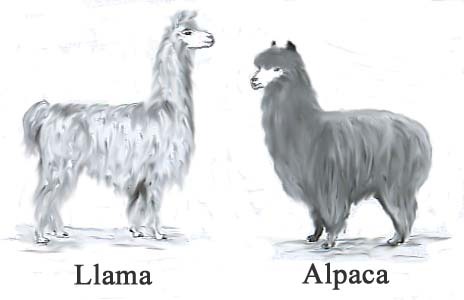 llama vs alpca. via www.ces.purdue.edu. Source: timetogetlow