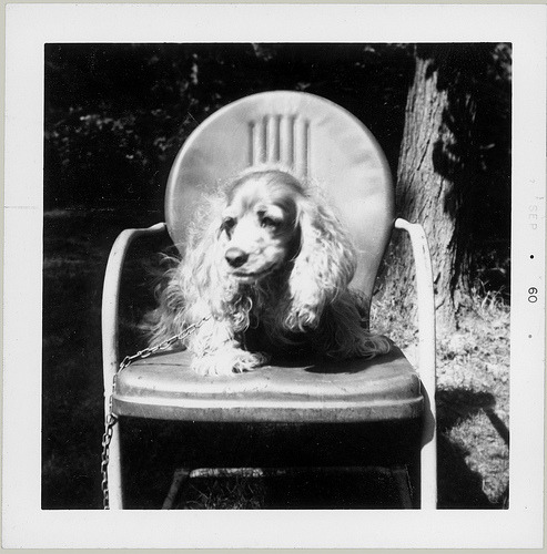 Puppy in a lawn chair (by anyjazz65)