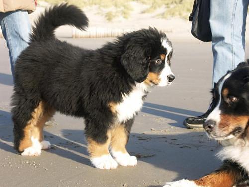 Bernese Mountain Dog puppy puppies cute adorable dogs · Posted 10 months ago