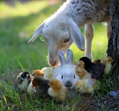 baby animals in love. Tagged: aby animalsunnylamb