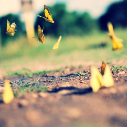 Butterflies Flying Away
