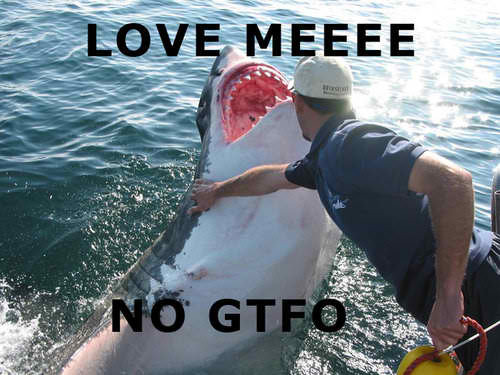 Shark+gtfo
