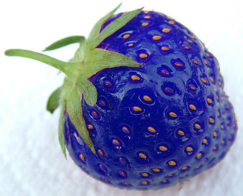 nostalgicbliss:  (via loveyourchaos)  uh. slightly weird. BLUE strawberry? (: cute nonetheless <3