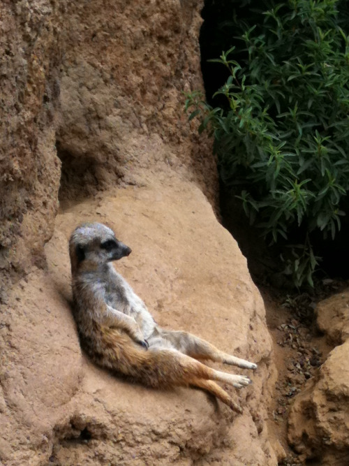 theanimalblog:  A Meerkat at the San Francisco Zoo. Just felt like being alone, I guess.