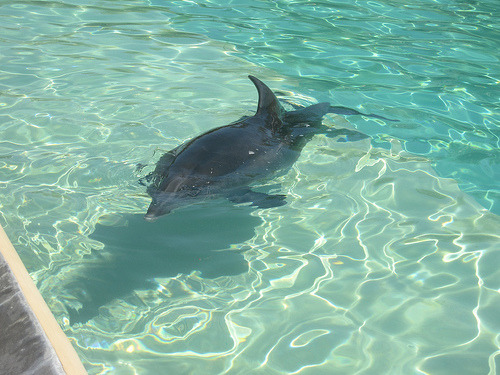 Lazy ass Dolphin! Too bad manang cris couldnt take it home! LOL!