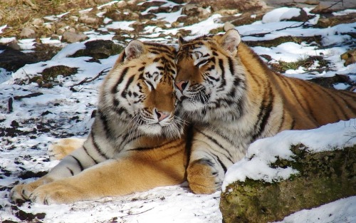fuckyeahbigcats:  Photo: Riga Zoo via 21st Century Tiger