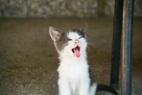 fuckyeahfelines:  kittenskittenskittens / emilygracethinks / via photo-cult.com