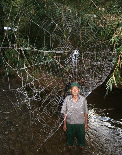Worldfs largest, strongest spider webs - Boing Boing