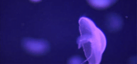 Jellyfish,Animation,Gif,Underwater
