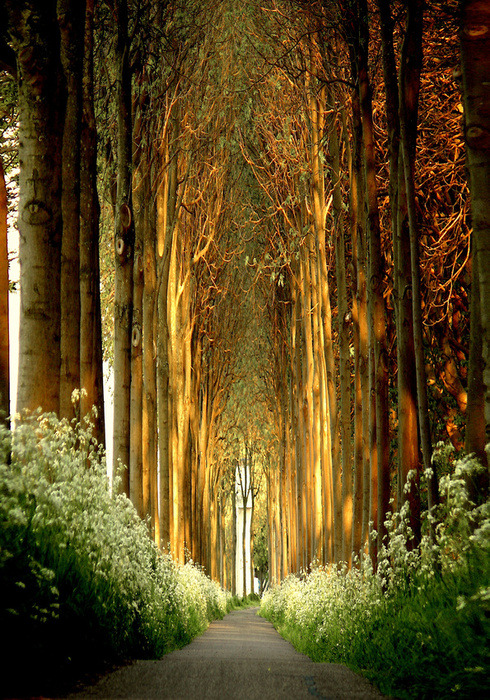 Tree Tunnel, Belgium
photo from freshpics