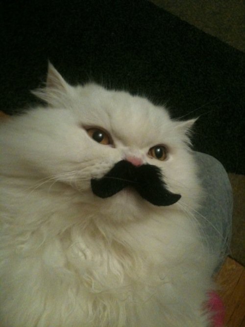 Image result for cat with fake moustache
