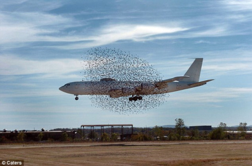 US Navy Plane Engulfed In Ball of Birds During Landing