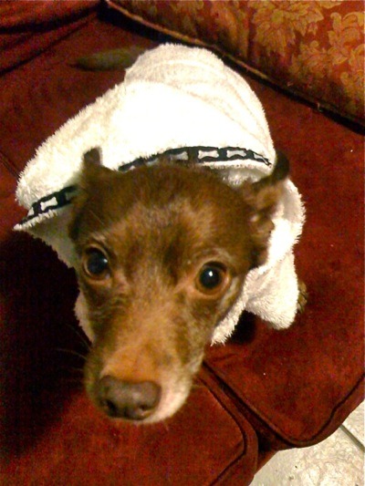 Sage sent us this photo of Poncho, a rescued chihuahua-dachshund vegetarian, 