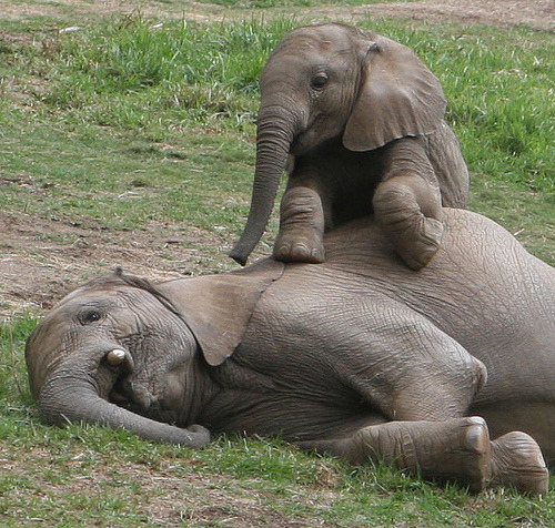 llanamielle:

Elephants have been known to die of broken hearts if a mate dies. They refuse to eat and will lay down, shedding tears until they starve to death. They refuse all human help.
