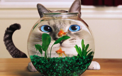 goldfish bowl and cat. Tags: cat fish goldfish bowl