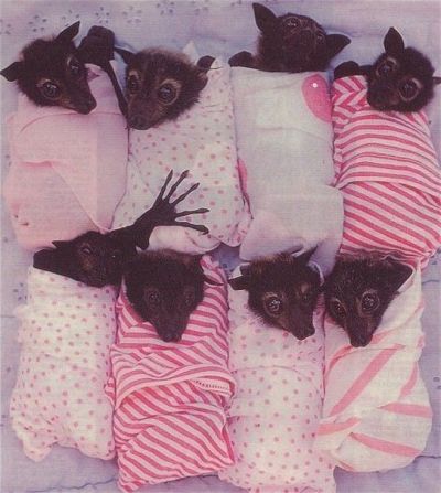 bats. PIGS IN BLANKETS. Posted at 7:09 PM (2 months ago) | Permalink