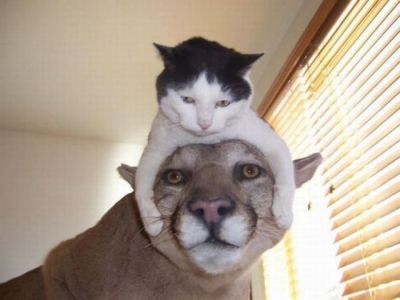top hat cat. rocking the cat hat