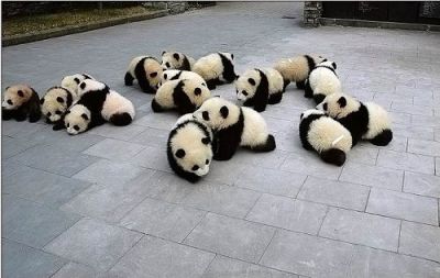 ositos panda