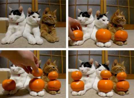 A Welsh View: Video: Stacking Satsuma Oranges on Catsf Paws