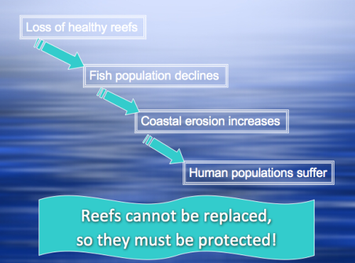 food chain coral reef. coral reef food chain pictures. Coral Reef Food Chain Pictures.