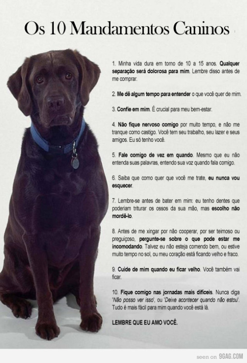 verdade.

sussa:

Os 10 Mandamentos Caninos
