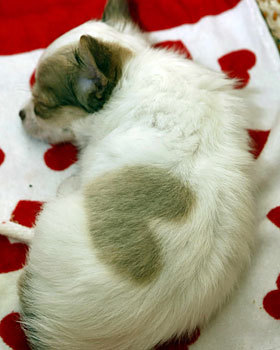 dailydoggie:  #342 DailyDoggie Starring: name unknown but this pup was born in Japan with a heart shape pattern on his coat Courtesy of: http://www.snopes.com/