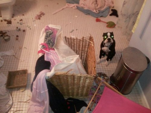 The Pet Blog: Redecorated the bathroom