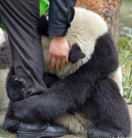 kyledaley:<br /><br />Following the March 11, 2011 earthquake in Japan, this terrified giant panda grabs the leg of a policeman.<br /><br />Is it okay that I am a little bit more worried about pandas after this post? 