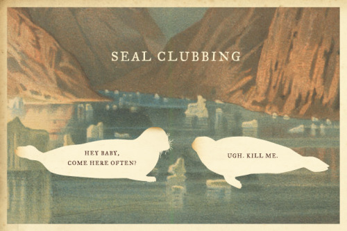 seal clubbing. Seal Clubbing: