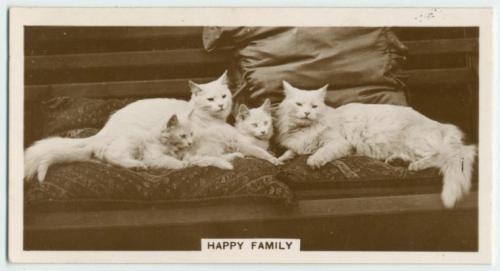 cute black and white cats and kittens. Look at the cute happy family!