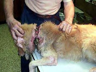 animal testing cruelty pictures. mississippi Animal+cruelty
