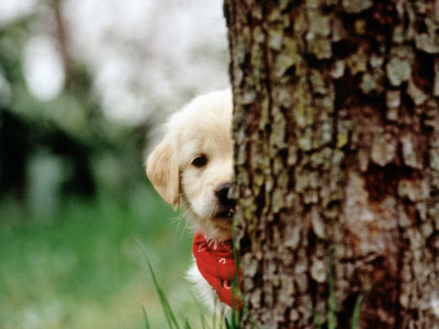cute golden retriever puppy pics. tagged as: Golden Retrievers.