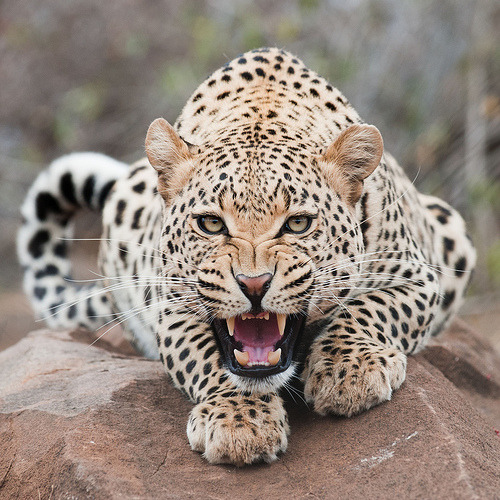executions:

Leopard by Flash-Joerg
