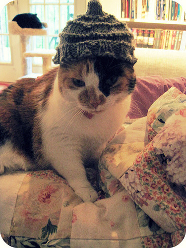 cat in hat hat pattern. Frolicsome Cat Hat Knitting