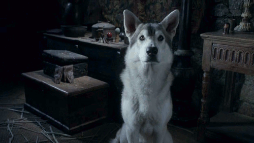 game of thrones hbo dire wolves. Tags: hbo television dire wolf