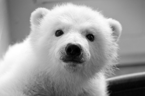 
This post is about the little white ball of fluff that is temporarily calling the Alaska Zoo home.  She is a 4 month old polar bear cub found orphaned on an oil field up on the North Slope in Alaska.  She is not yet available for the public to see, but believe me when I say she is the cutest thing I have ever seen.  It brought a tear to my eye to think that this 17 lb fluff ball was wandering around all by herself. She is property of US Fish and Wildlife and we are just temporarily holding her until she gains some weight and USFWS finds a facility to take her.  It’s hard not to get attached…
Click on the photo I took of the little one to learn more… This is information that was released to the media and includes pictures taken by John Gomes, the Alaska Zoo photographer.  
