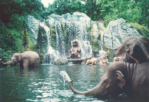 tumblr (elephants,water)