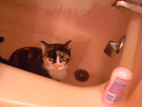 Cat In Bathtub. cat. that is my athtub.