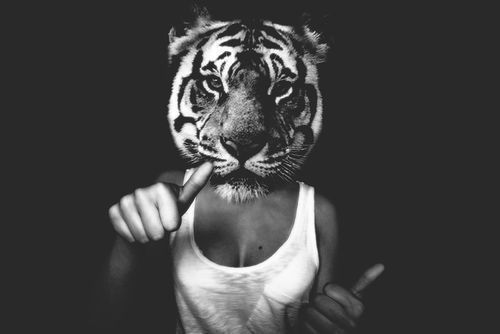 white tiger face. black and white tiger face. Tagged: lack and white, tiger