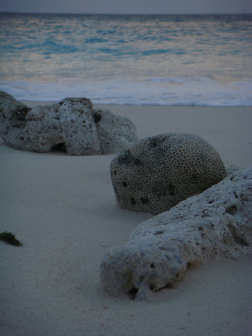 sponges in ocean. “Sponges grow in the ocean.