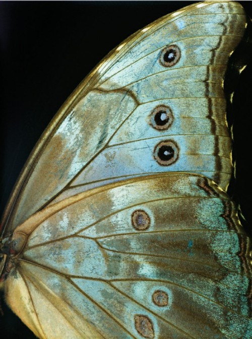 lorrainesbitsandbobs:

natural beauty
http://www.shinebysho.com/catalog/126-butterfly-i
