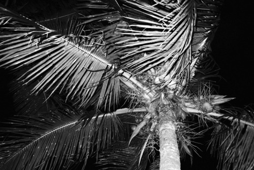 pictures of trees at night. Palm trees at night.