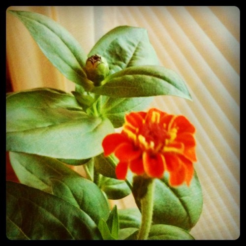 Zinnias in bloom! (Taken with instagram)