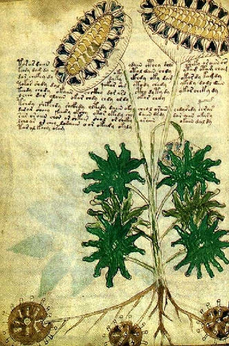 kallisong:

Voynich’s manuscript -
…garden journal’s are a beautiful thing!
